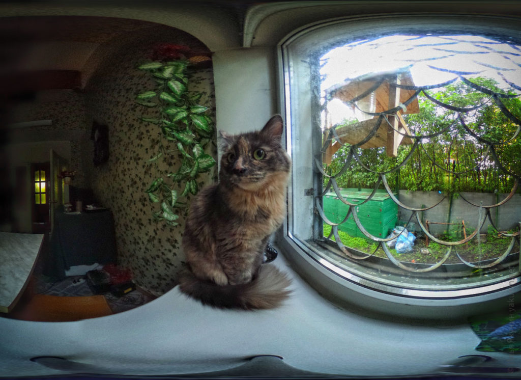 Кошка на окне кухни